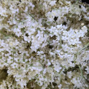Hyldeblomstsirup blomster
